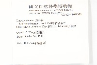 白花牽牛藏品圖，第2張