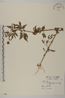 白花鬼針藏品圖，第1張