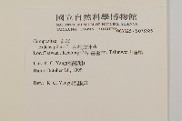 白花鬼針藏品圖，第2張