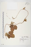 碗仔花藏品圖，第1張