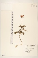 孔雀草、紅黃草、萬壽菊藏品圖，第1張