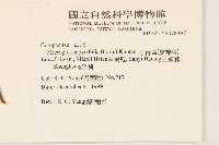 小舌菊、蔓綿菜藏品圖，第2張