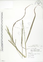 吳氏雀稗藏品圖，第1張