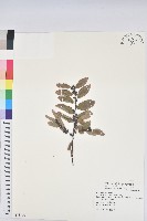 土密樹藏品圖，第1張