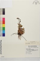 黑龍江柳葉菜藏品圖，第1張