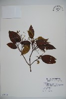 高山莢迷藏品圖，第1張