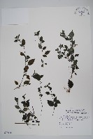 蘭嵌馬藍藏品圖，第1張