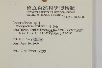 小葉藜藏品圖，第2張