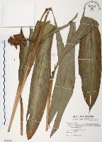 普萊氏月桃、短穗山姜藏品圖，第1張