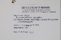 盾果草藏品圖，第2張