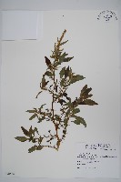 刺莧藏品圖，第1張