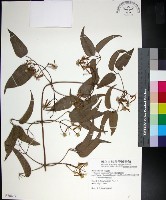 麥氏鐵線蓮藏品圖，第1張
