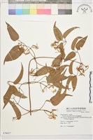 麥氏鐵線蓮藏品圖，第2張