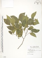 石朴藏品圖，第1張