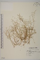 無心菜、鵝不食草藏品圖，第1張