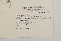 無心菜、鵝不食草藏品圖，第2張