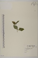 金腰箭舅藏品圖，第1張