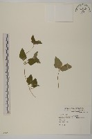 金腰箭舅藏品圖，第1張