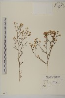 掃帚菊藏品圖，第1張