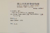 掃帚菊藏品圖，第2張