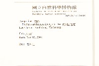 美洲闊苞菊藏品圖，第2張