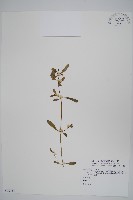 毛蓮子草藏品圖，第1張