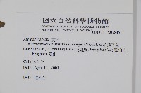 毛蓮子草藏品圖，第2張