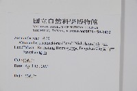 毛蓮子草藏品圖，第2張