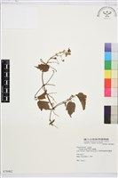 串鼻龍藏品圖，第1張