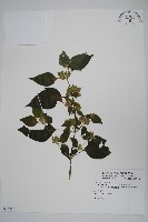 華九頭獅子草藏品圖，第1張