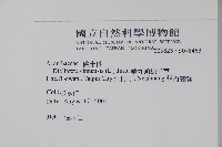 華九頭獅子草藏品圖，第2張