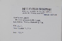 六角英, 槍刀菜藏品圖，第2張