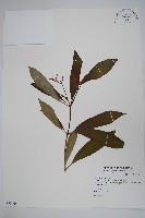 蘿芙木藏品圖，第1張