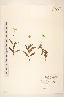 蟛蜞菊藏品圖，第1張