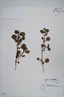 假海馬齒藏品圖，第1張