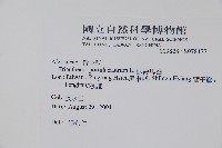 假海馬齒藏品圖，第2張