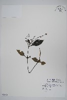 針刺草藏品圖，第1張