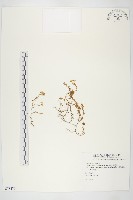 疏花佛甲草藏品圖，第1張
