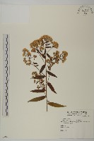 臺灣馬蘭藏品圖，第1張