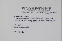 九頭獅子草藏品圖，第2張