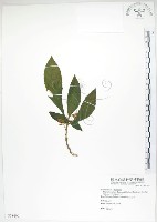 同蕊草、異色線柱苣苔藏品圖，第1張