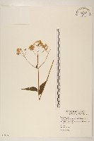 田代氏澤蘭藏品圖，第1張