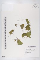 馬交兒藏品圖，第1張