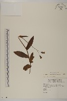 纓絨花藏品圖，第1張