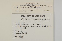 纓絨花藏品圖，第2張