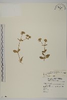 球序卷耳藏品圖，第1張