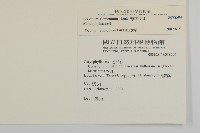 球序卷耳藏品圖，第2張