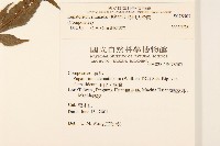 島田氏澤蘭藏品圖，第2張