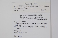 細纍子草藏品圖，第2張