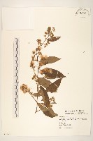 過山龍藏品圖，第1張